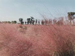 -映月湖中央公园