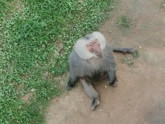 -西霞口神雕山野生动物世界