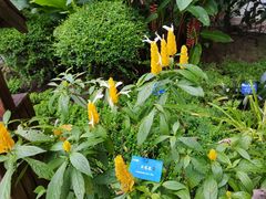 -中国科学院西双版纳热带植物园