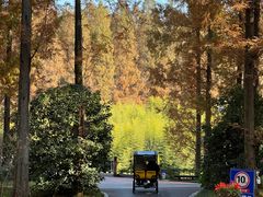 -黄海国家森林公园