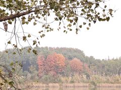 -白鹭湾湿地公园