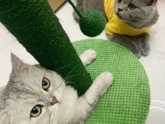 -佳雯宠物医院(金华南路分院)