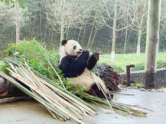 -都江堰中华大熊猫苑