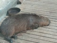 -石家庄市动物园