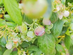 -桂林市花鸟市场