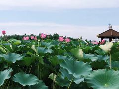 -白洋淀景区