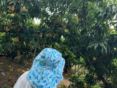 -老袁家蜜桃农场·阳山水蜜桃