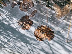 -野鸭湖国家湿地公园