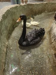 -Zoolung Zoolung动物主题公园(海信广场店)