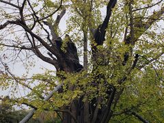 -上海佘山国家森林公园天马山园