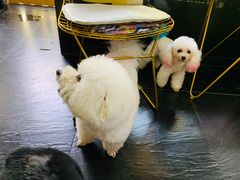 -Goku PET SHOP宠物视觉生活馆(双井店)