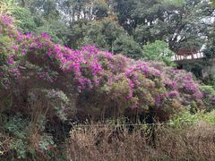 -白云山风景名胜区