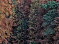 -深圳仙湖植物园