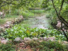 -深圳仙湖植物园