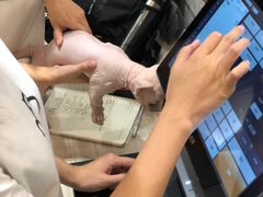 -飞行喵MR PILOT|猫舍·猫咖(静安大融城店)