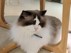 -藏猫猫咖啡主题馆(中央大道店)