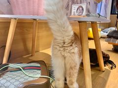 -滚猫咖啡·猫咖·猫友好撸猫(未来城店)
