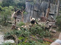 景点-成都大熊猫繁育研究基地