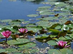 -池杉湖湿地公园