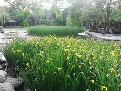 -莲湖公园