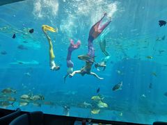 -瑞德姆美人鱼海底演艺主题餐厅(亚龙湾店)