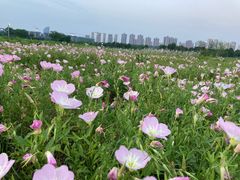 -桃花岭景区