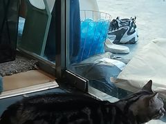 -猫咪派对(江南西店)