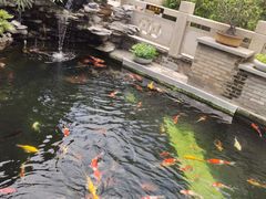 鲤鱼池-顺德了能馆(虎门店)