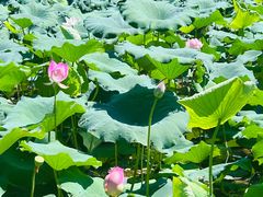 -艾溪湖湿地公园