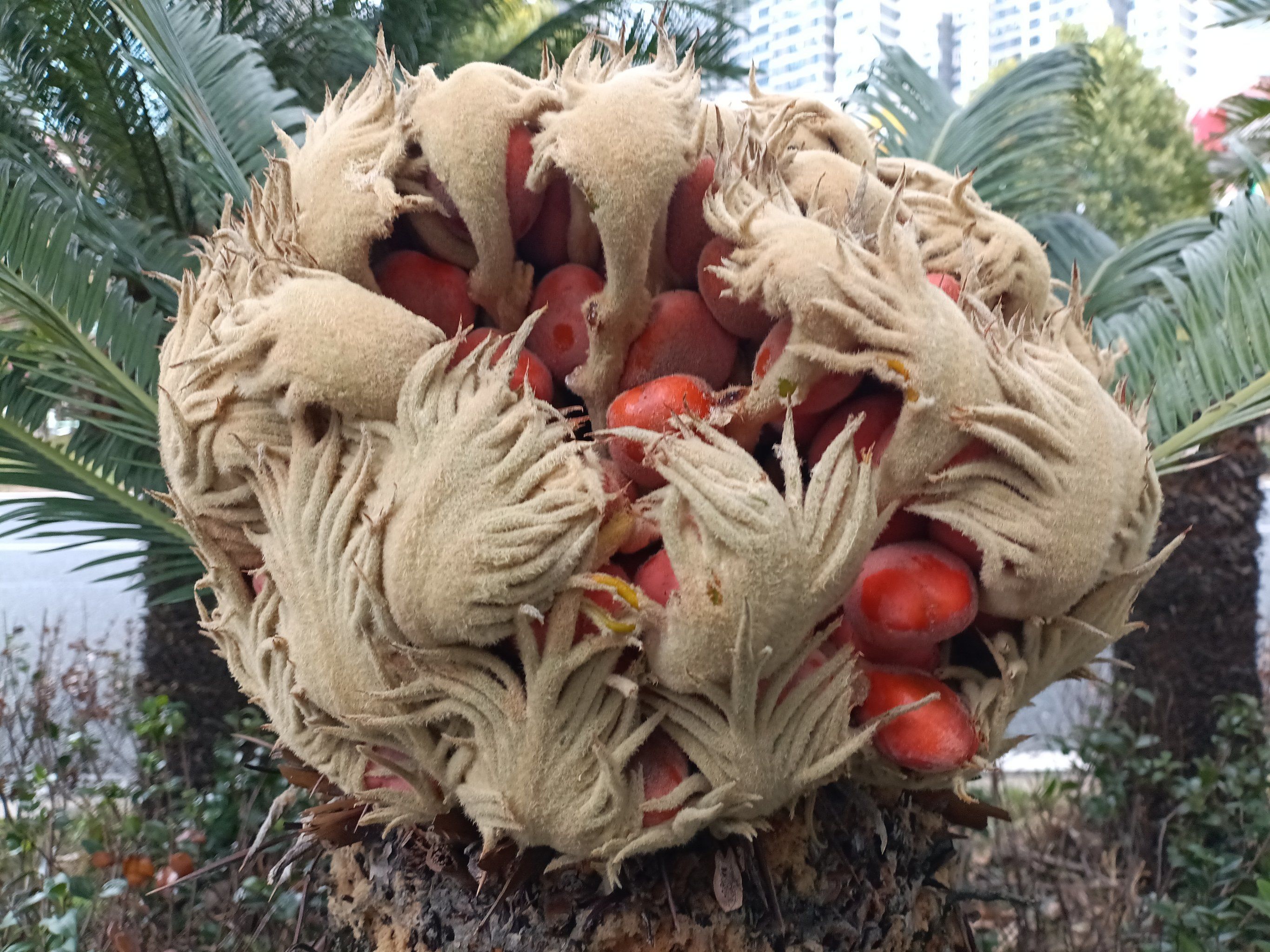 植物果实欣赏:铁树果实
