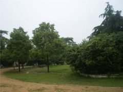 -铁山坪森林公园