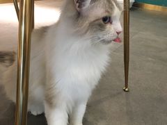 -飞行喵MR PILOT|猫舍·猫咖(静安大融城店)