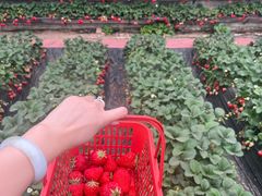 -大自然农场蔬菜草莓采摘园