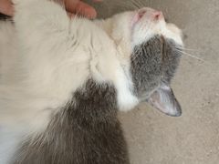 -飞行喵MR PILOT|猫舍·猫咖(静安大融城店)