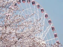 -顾村公园
