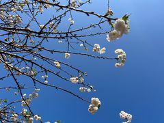 -天适樱花悠乐园