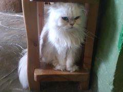 -猫猫幼稚园·撸猫·桌游·电玩