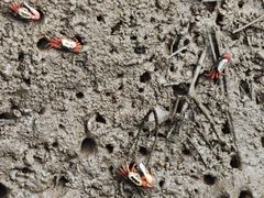 -东寨港红树林旅游区