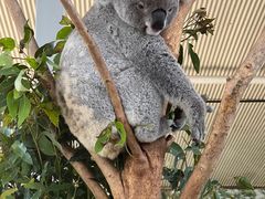 -悉尼海洋生物水族馆