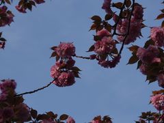 -高东镇樱花园
