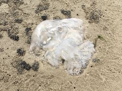 -北海金海湾红树林生态旅游区