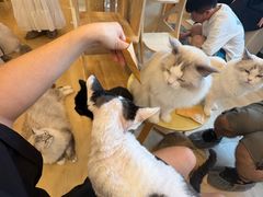 -有喵·猫咖·狗咖·30几只猫10只小狗(岗厦店)