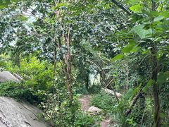 -素山寺森林公园