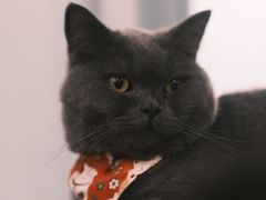 -安格丽娜·狗咖·猫咖羊驼咖(春熙路百盛商场店)