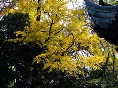 -秋霞圃
