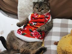 -青石桥花鸟鱼虫市场(叠翠城店)