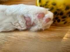 -有喵·猫咖·狗咖·30几只猫10只小狗(岗厦店)