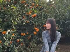 -柑橘农场