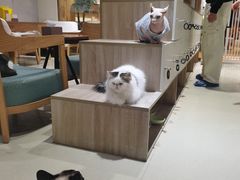 -藏猫猫咖啡主题馆(中央大道店)