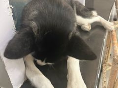 -共舞时光猫咖·狗咖(新街口店)